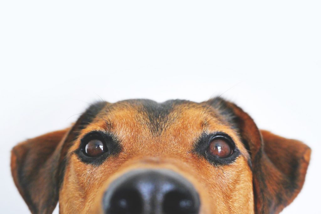 close up of a dog's face